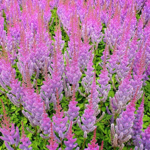 Easy to Grow Astilbe Purple Lance 1 Plant Root, Summer Flowers Shade Zone 4-9