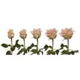thumbnail image 5 of Peach Roses 50 cm - Fresh Cut - 125 Stems, 5 of 10