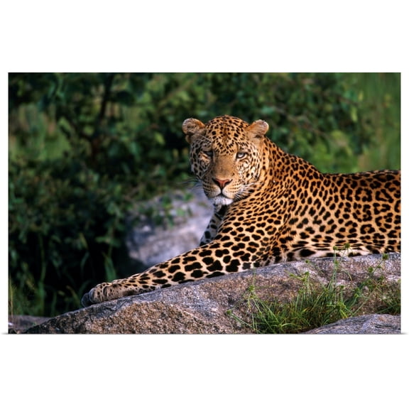 Great BIG Canvas | Rolled David Ponton Poster Print entitled Leopard Laying On Kopje, Serengeti National Park