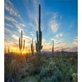 thumbnail image 3 of Saguaro Duvet Cover Set, Sun is Setting Between Cactus Plants with Spines Noon Landscape Wild Design, Decorative 2 Piece Bedding Set with 1 Pillow Shams, Twin Size, Green Blue, by Ambesonne, 3 of 3