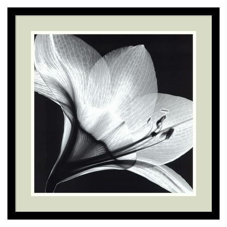 Amaryllis 1 Framed Wall Art by Steven N. Meyers - 21.04W x 21.04H in.