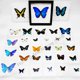 thumbnail image 2 of Especímenes de mariposa Real para decoración del hogar, hermoso marco de fotos transparente, extraíble, coleccionable, regalo, 2 of 5