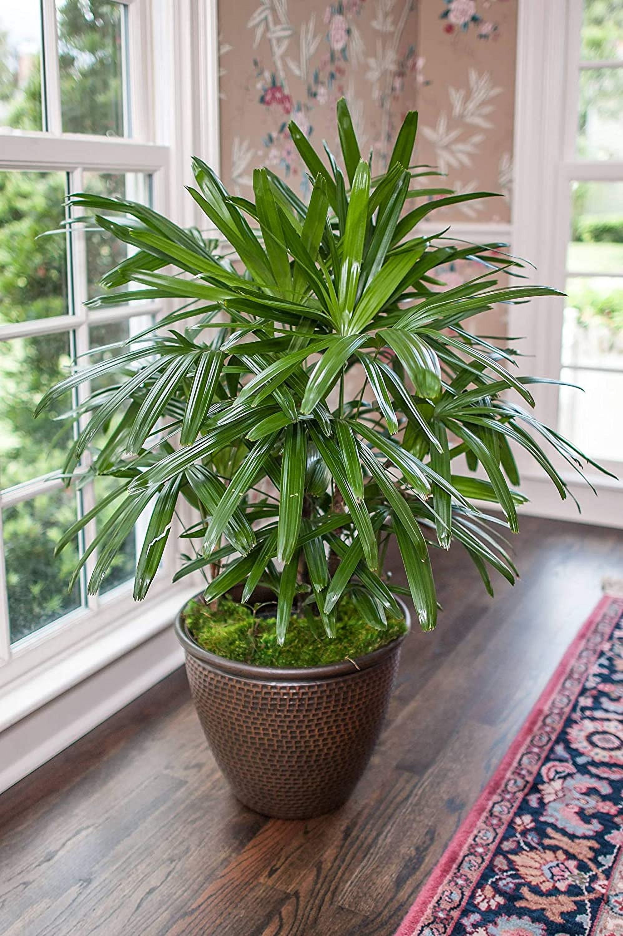 Lady Palm - 5 Live Plants in 6 Inch Growers Pots - Rhapis Excelsa - Beautiful Clean Air Indoor Outdoor Houseplant