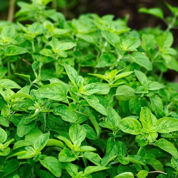 Italian Oregano Plants, 2 Live Herb Plants in 4 in Pots, Non-GMO, Mild Flavor