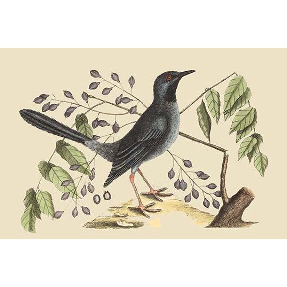 Red Legged Thrush-Fine Art Canvas Print (20" x 30")