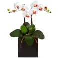thumbnail image 1 of Double Mini Phalaenopsis en Vase Noir&44; Blanc, 1 of 1
