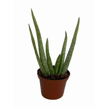 Aloe Vera in 2.5" Pot - Medicine Plant/Burn Plant/Miracle Plant