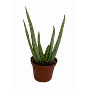 Aloe Vera in 2.5" Pot - Medicine Plant/Burn Plant/Miracle Plant