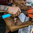thumbnail image 3 of JUNWELL Stick Anti Biting Rescuing Tool Dog Training Equipment Break Stick Dog - Breaking Sticks, 3 of 6