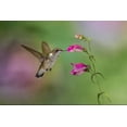 thumbnail image 2 of Jones, Adam 18x13 Black Ornate Wood Framed with Double Matting Museum Art Print Titled - Female Ruby-throated hummingbird flying around flower-Louisville-Kentucky, 2 of 4