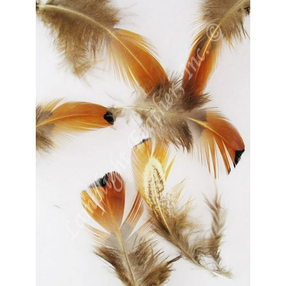Ring-necked Pheasant Gold side craft feathers per Ounce