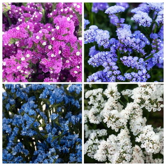 1000  Perennial Limonium Statice Flower Seeds MVR1 for Planting Non-GMO Heirloom Annual Limonium Cut Flower