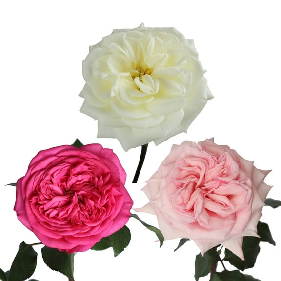 Garden Rose Special Wedding Pack 36 Stems of Pink and White Farm Direct Fresh Cut Flowers by Bloomingmore