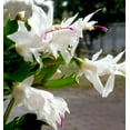 thumbnail image 5 of White Christmas Cactus Plant, Live Christmas Cactus Thanksgiving Cactus Plant for Indoor Garden, 2 Inch Pot Thanksgiving Cactus, Holiday Cactus Live Plant, 5 of 7