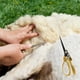 thumbnail image 1 of Multifunctional Thickened And Lengthened Wool Shears Wool Shearing Scissors With Spring, 1 of 9