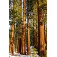 thumbnail image 2 of Bishop, Russ 11x14 Gold Ornate Wood Framed with Double Matting Museum Art Print Titled - Giant Sequoia in the Mariposa Grove-Yosemite National Park-California-USA, 2 of 4