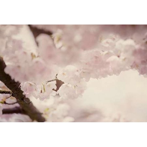 Flowering Chery II Canvas Art - Roberta Murray (24 x 36)
