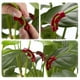 thumbnail image 2 of Clips Para Doblar Plantas De 90 Grados Clips De Crecimiento De Plantas De Plástico Doblador De Ramas De Plantas Para Control De Plantas 30 Uds. seitruly HA035152-00, 2 of 6