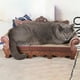 thumbnail image 5 of Rascador de gato duradero, cartón, sofá en almohadilla para rascar, Los 57x28x27cm Yuyangstore Tabla de rascar para gatos, 5 of 8