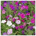 thumbnail image 2 of Everwilde Farms - 1 oz Mixed Dwarf Petunia Garden Flower Seeds - Gold Vault Bulk Seed Packet, 2 of 3