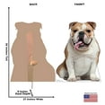 thumbnail image 5 of Advanced Graphics 5208 36 x 27 in. English Bull Dog Life-Size Cardboard Cutout, 5 of 5