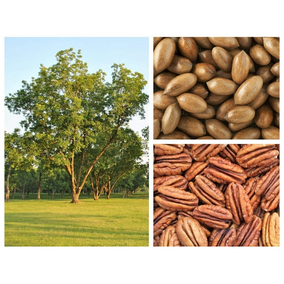 5 HARDY PECAN Tree Carya Illinoinensis King Nut Native Fruit Tree Seeds