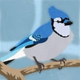 thumbnail image 3 of Prime, Marcus 12x12 Black Modern Framed Museum Art Print Titled - Majestic Blue Jay, 3 of 5