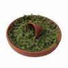 Living Fairy Moss in 3.5" Clay Saucer + Pot - Windowsill/Terrarium/Fairy Garden
