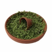 Living Fairy Moss in 3.5" Clay Saucer + Pot - Windowsill/Terrarium/Fairy Garden
