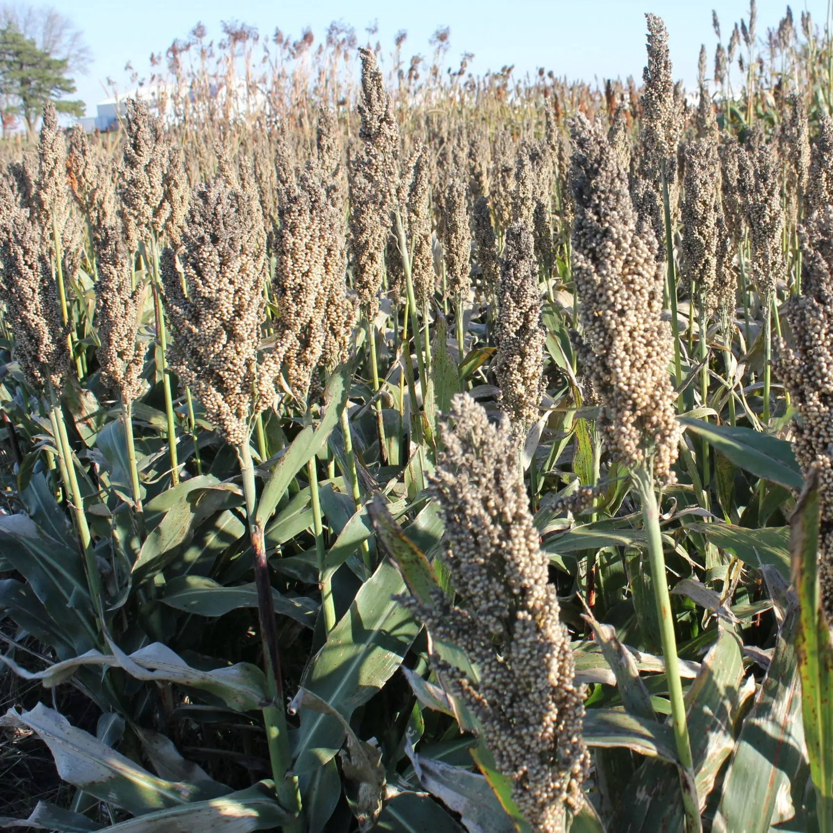 Hale Habitat & Seed Grain Sorghum Food Plot Seed, 5 lbs