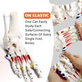 thumbnail image 4 of Foot Skeleton Model On Elastic, W/Tibia-Fibula Stump Strung Elastic Bungee Muscle Insertions & Origins, Natural Cast for Accurate Representation Study Kinematics Podiatrist Orthotisit Physiotherapist, 4 of 4
