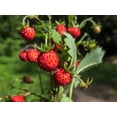 thumbnail image 2 of 60 RUEGEN STRAWBERRY Everbearing Alpine Fragaria Vesca Red Berry Fruit White Flower Seeds, 2 of 10