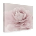 thumbnail image 3 of Trademark Fine Art Mike Jones Photo Stylisch Rose Pink Canvas Wall Art - 35x47, 3 of 5