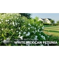 thumbnail image 2 of White Mexican Petunia - 10 Live Plants - Ruellia Brittoniana - Drought Tolerant Blooming Ornamental, 2 of 6