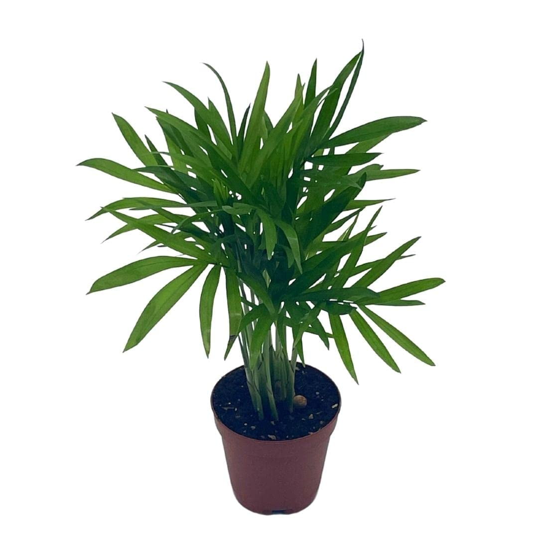 Bamboo Palm, Palma Areca, Reed Palm Clustered Parlor Palm, Cane Palm, Chamaedorea seifrizii