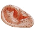 thumbnail image 2 of Version Anglaise Épingles d'Oreille Modèle d'Acupuncture Auriculaire Modèle de Points d'Acupuncture, 2 of 6