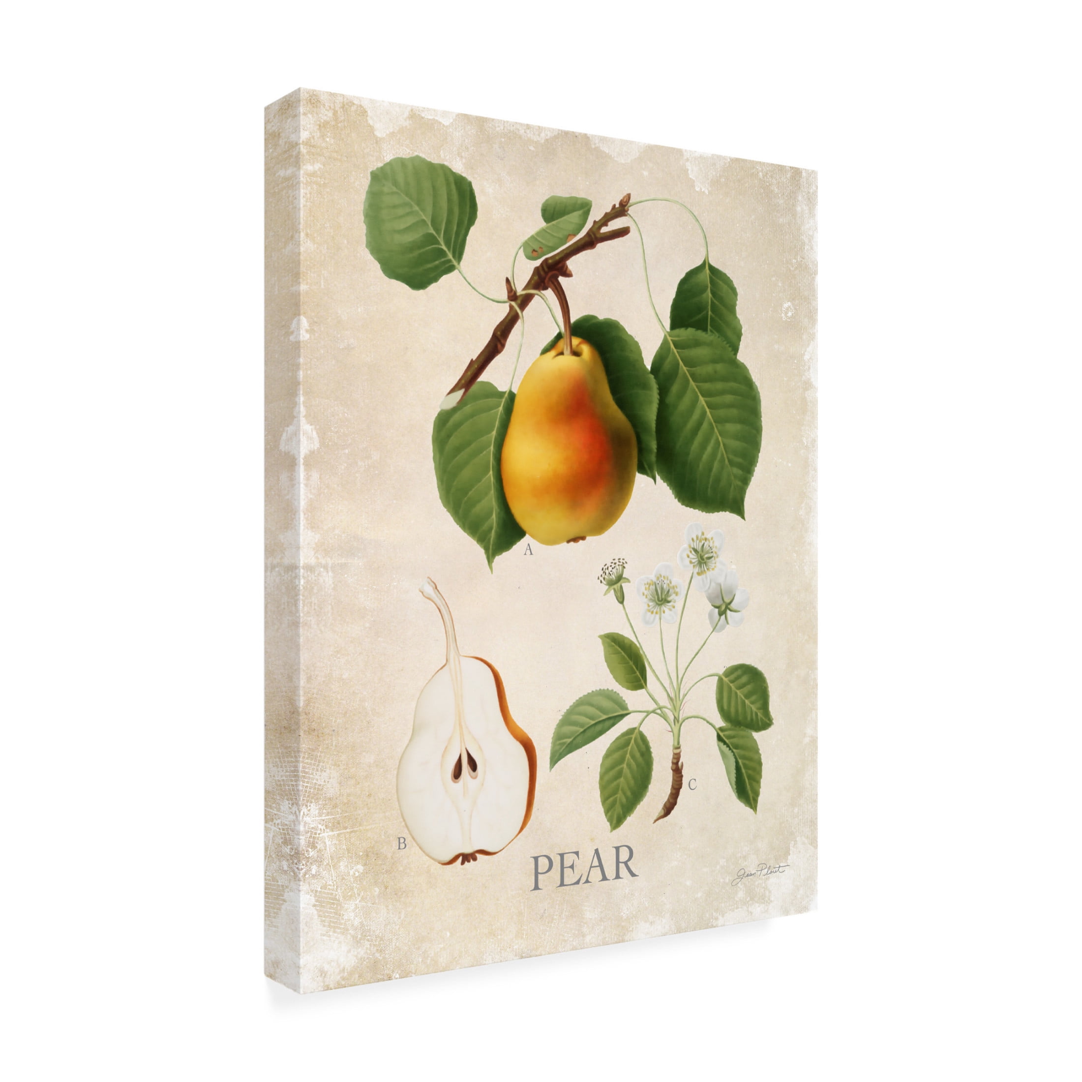 Canvas Wall Art - Jean Plout 'Luscious Fruit Study A' Wall Art for Living Room, Bedroom, or Office Décor by Trademark Fine Art - 35 x 47 Inches