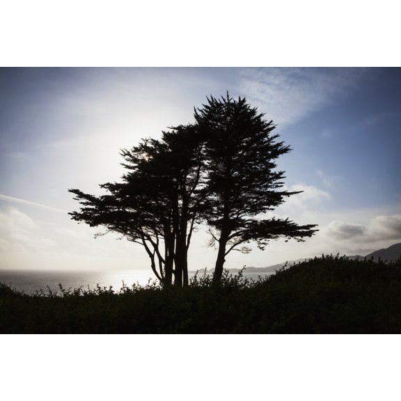 Posterazzi DPI12278541 The Silhouette of A Tree Against A Bright Blue Sky & Cloud with The Pacific Coastline on Fort Point - San Francisco California Poster Print - 19 x 12 in.