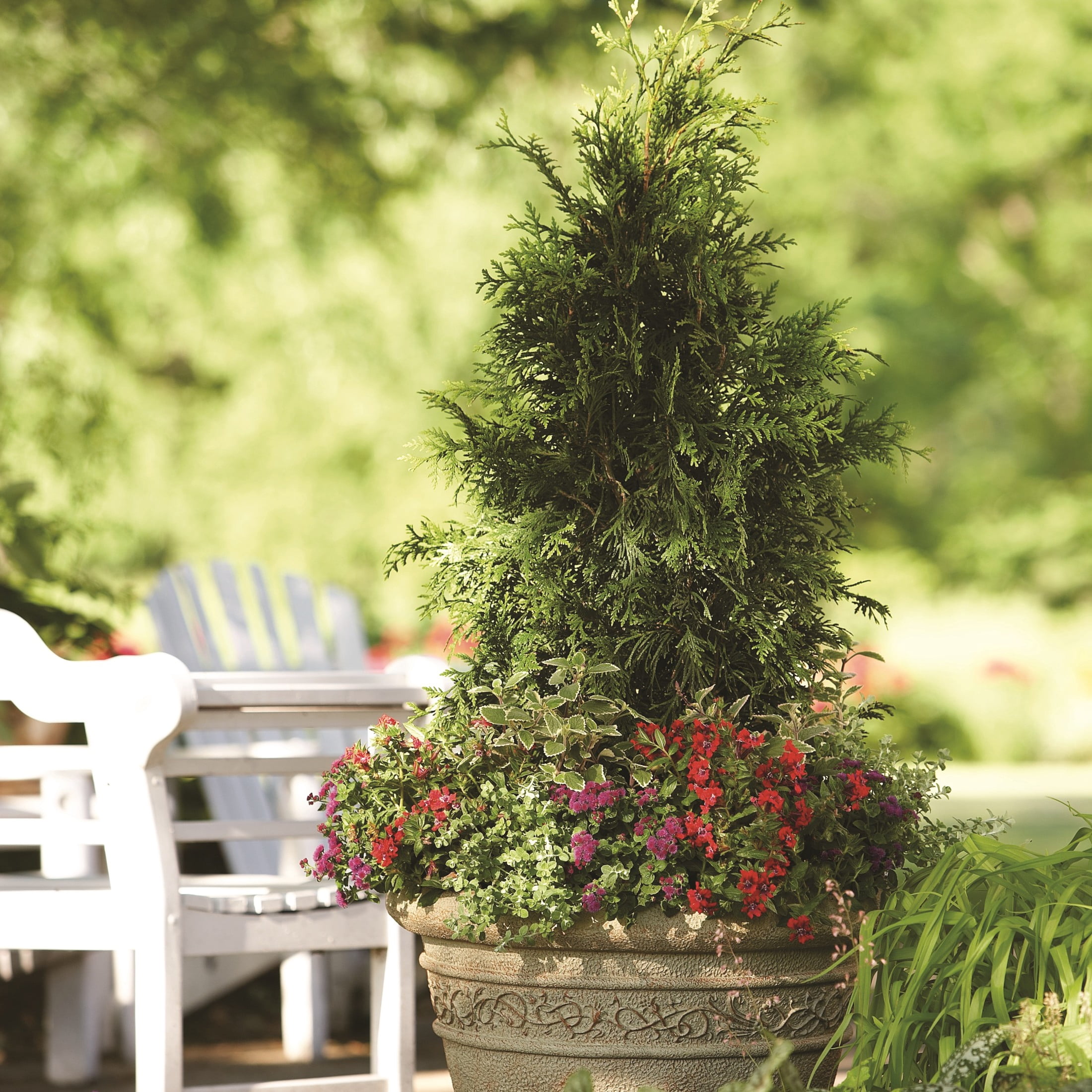 Proven Winners ColorChoice 6" Spring Grove Western Arborvitae Live Plant in 7.5" Pot