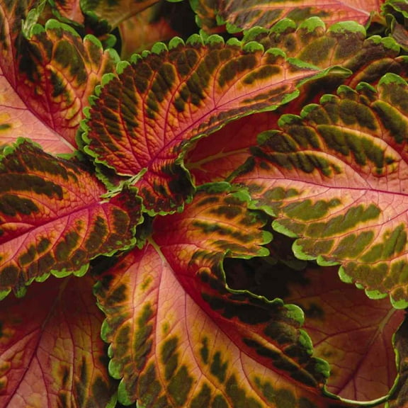 Outsidepride Coleus Wizard Coral Sunrise - 200 Seeds