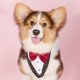 thumbnail image 5 of Esmoquin Formal para perro, bandana, pajarita, ropa para mascotas, cuello de cola, accesorios ajustables para el cuello, traje de fiesta, boda MFZFUKR CPB-DE-LYY2039-2, 5 of 5