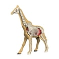 thumbnail image 2 of Bunblic Learning Prop Animal Body Model Animal Biology Learning Toy,Science Kits Teaching Toy Teaching Demonstration for Ages 8+ Kids 31010, 2 of 8