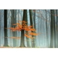 thumbnail image 2 of Van de Goor, Lars 24x17 Gold Ornate Wood Framed with Double Matting Museum Art Print Titled - Last Leaves, 2 of 4