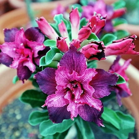 Desert Rose plant, Thrives In A Variety Of Conditions,Produce Vibrant Bright Flowers,Desert Rose Plant Live,Easy Planting For Novices,Cold And Drought Tolerant. Desert Rose Plant,