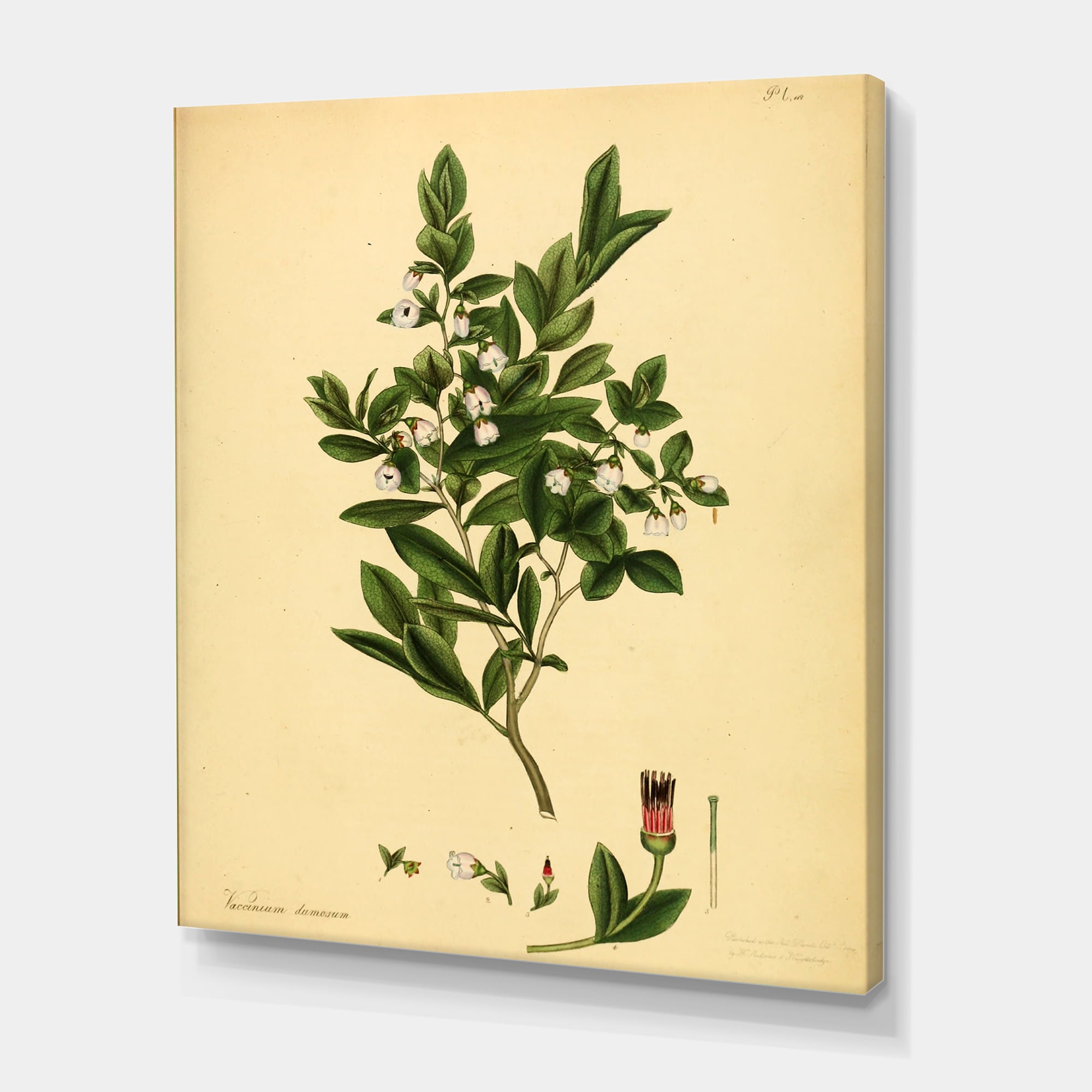 Designart ' Ancient Plant Life XXV ' Traditional Canvas Wall Art Print