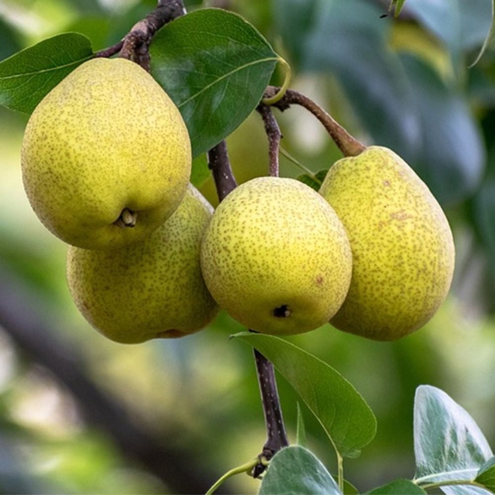Expert Gardener 3-4 ft tall Hood European Pear Live Tree in 7-Gallon Grower Pot