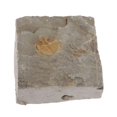thumbnail image 4 of Cola de Trilobites Naturales Fósiles Fósiles Antiguos de de Enseñanza Sunnimix Muestra de fósiles de trilobites, 4 of 8