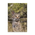 thumbnail image 2 of Gango Home Decor Lil Bob by Susann Parker (Printed on Paper); One 24x36in Fine Art Paper Giclee Print, 2 of 4
