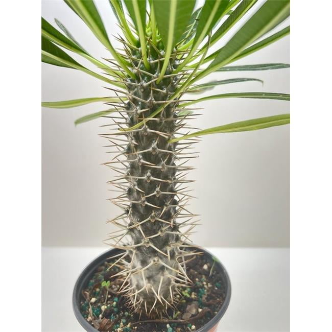 House Plant Dropship BUNDLE-PET.FRIENDLY-3IN 3 in. Pet Friendly Variety  Bundle - Walmart.com