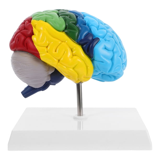 Modelos de cerebro humano a escala 1:1. Modelo anatómico para el aprendizaje de la neurociencia, la enseñanza de ciencias, el estudio en el aula y la exhibición médica.
